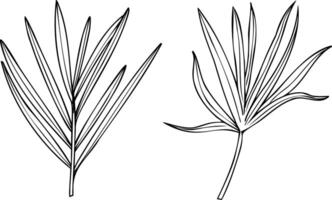 areca palm leaves realistic graphic sketch illustration. Tropical monochrome dypsis leaf silhouette. Houseplant element for prints, package design, label vector