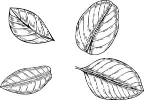 Tropical leaves in smooth rounded shapes isolated illustration clip art painted by black inks. Different foliage realistic graphic sketch. Floral elements for greeting card design. vector