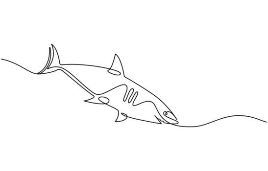 One line drawing of a shark vector
