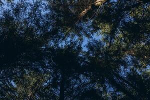 View from below, sky visible through tall trees in the forest photo