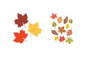 Colorful Fall Leaves Collection Maple and Assorted Foliage. vector