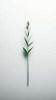 Single green plant stem with leaves placed against a plain white background in natural light photo