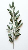 Green leaf branch arranged on a light surface showcasing natural botanical beauty photo