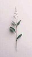 Single green plant stem with leaves placed against a plain white background in natural light photo
