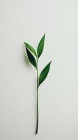 Single green plant stem with leaves placed against a plain white background in natural light photo