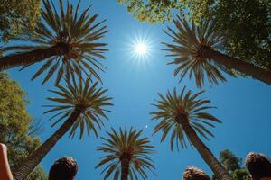 Sunlight shining through palm trees in a tropical location during a clear day photo
