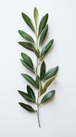 Green leaf branch arranged on a light surface showcasing natural botanical beauty photo