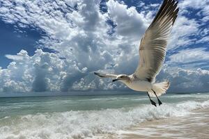 Seagull soaring over gentle waves at a serene beach under a cloudy sky in the afternoon photo