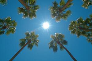 Sunlight shining through palm trees in a tropical location during a clear day photo