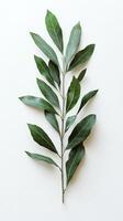 Green leaf branch arranged on a light surface showcasing natural botanical beauty photo
