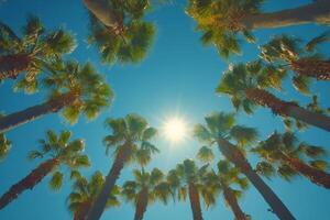 Sunlight shining through palm trees in a tropical location during a clear day photo