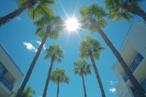 Sunlight shining through palm trees in a tropical location during a clear day photo