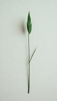 Single green plant stem with leaves placed against a plain white background in natural light photo
