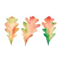 Watercolor set of multicolored oak leaves. Botanical autumn illustration for print. vector
