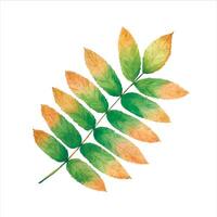 Watercolor sprig of rowan. Hand drawn illustration on white background. Ready-made image for printing on fabrics and packaging. vector