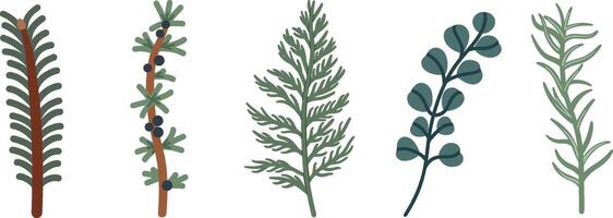 Evergreen Branches Set Pine, Juniper, Fir, and Eucalyptus vector