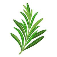 Rosemary, fresh herb branch. Aromatic spices for culinary trendy flat style isolated vector