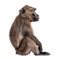 Baboon side view full body isolate on transparency background png