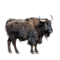 Yak side view full body isolate on transparency background png