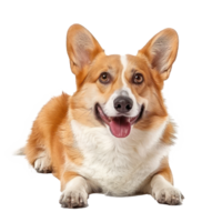 Corgis full body isolate on transparency background png
