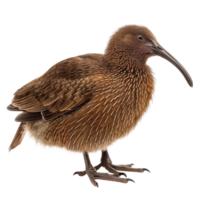 Kiwi bird side view full body isolate on transparency background png