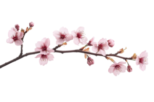 Branch with cherry blossoms on a transparent background. png