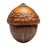 Closeup of an acorn with a rough scaly cap and a smooth pointed body png