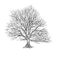 Tree without leaves on a white background . Autumn tree . vector