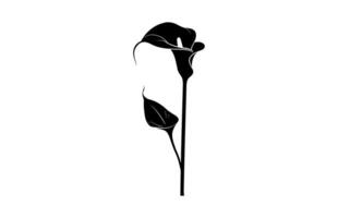 Arum Lily Silhouette isolated on a white background vector