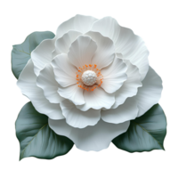 White camellia flower top view , flat lay design, isolated on transparent background. Elegant camellia flower with green leaves png