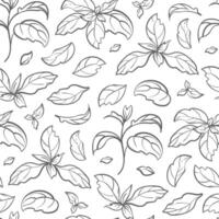 Basil seamless pattern, image of isolated leaves. This woodcut style illustration shows a detailed sketch of an herbal organic product, prepare a flavorful ingredient. Culinary botanical art vector