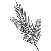 drawing of spruce branch on white background vector