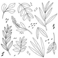 Decorative Doodle Floral and Branches Set vector