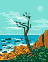 Ghost Tree at Pescadero Point on Pebble Beach California WPA Poster Art vector
