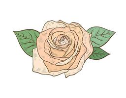 rose flower isolated on white background. Color illustration of rose bud. Flower of peach, yellow color. Design and formation, realistic drawing. vector