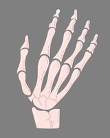 Illustration of skeletal hand on gray background, showing detailed bone structure with soft, stylized design. Hand drawn spooky composition vector