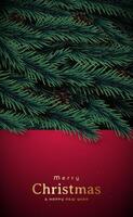 with Pine Branches Background. vector