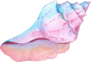 Pink-blue Conch Seashell, Watercolor Hand-drawn Illustration png