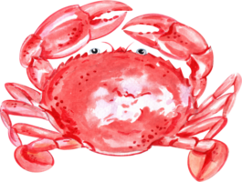Red-orange crab placed on the table, bringing vibrant colors to the seafood spread, hand-drawn watercolor painting illustration png