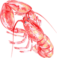 A red lobster resting on the table, bold and ready to serve, hand-drawn watercolor painting illustration png