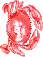 A bright red-orange crab, ready to feast on the table, hand-drawn watercolor painting illustration png