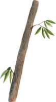 The eucalyptus tree is known for its aromatic leaves and tall stature, hand-drawn watercolor illustration png