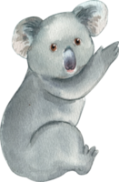 The koala is a cuddly marsupial native to Australia, hand-drawn watercolor illustration png
