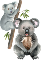 The koala is a marsupial that feeds on eucalyptus leaves, hand-drawn watercolor illustration png