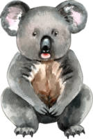 A koala is a tree-dwelling marsupial found in Australia, hand-drawn watercolor illustration png