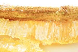 Honeycombs on wood stick with bees in a beehive on white background. Beekeeping, breeding and keeping bees. photo