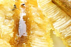 Bees on honeycombs with honey in a beehive. Beekeeping, breeding and keeping bees. photo