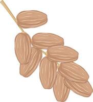 Dates Fruit With Stalks vector