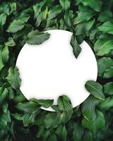 Green background layout made of leaves with white empty circle. Nature concept. input any text or logo as you wish. photo