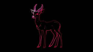 Neon frame effect, Antelope graceful antelope with long legs and elegant features on black background video